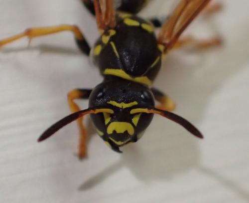 Polistes sp.